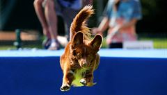 Pesa skáe do bazénku bhem závod Flying Dogs.