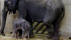 V praské zoo se v roce 2016 slonici Tamae narodilo sln.