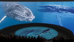 Aquarium of the Pacific s 300 místy pedvádí "pohlcující divadlo" díky 130 stop...