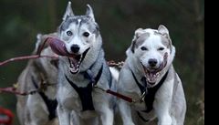 Psí speení bhem Dog Rally v Aviemore ve Skotsku.