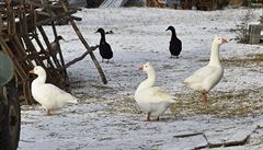 Na Brněnsku našli u řeky další mrtvé labutě. V Česku opět řádí ptačí chřipka