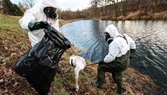 Ptačí chřipka v Česku lidi ani další savce neohrožuje