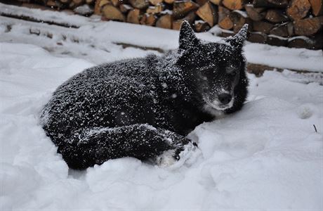 Pes v zim