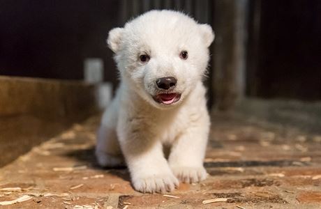 Radost v berlínské ZOO: novorozený lední medvěd je sameček. Nahradí  slavného Knuta? | Zajímavosti | Lidovky.cz