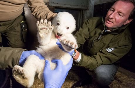 Mld lednho medvda samice Tonja porodila loni 3. listopadu.