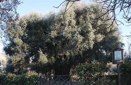 Olivovník z italské obce Canneto Sabino je ivoucím dkazem místní odvké...