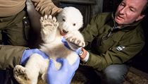 Mládě ledního medvěda samice Tonja porodila loni 3. listopadu.