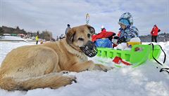Na Brnnskou pehradu se 15. ledna i pes varování mstské policie vypravily...