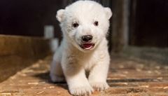 Radost v berlínské ZOO: novorozený lední medvěd je sameček. Nahradí slavného Knuta?