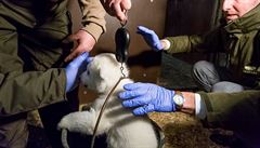 Malý same�ek ledního medv�da m��í od �pi�ky �umáku po konec ocasu 67 centimetr�...