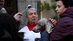 Knz ehná psovi ped kostelem v Madridu v den sv. Antonína, patrona domácích...