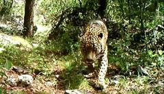 Konec jaguárů v USA? Trumpova zeď oddělí samce od samic