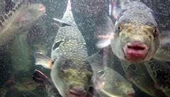 Strašák jménem fugu. V japonském Gamagori hledají prodané jedovaté ryby