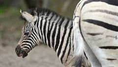 Biolog se pevlkl za zebru. Chtl zjistit, pro maj pruhy