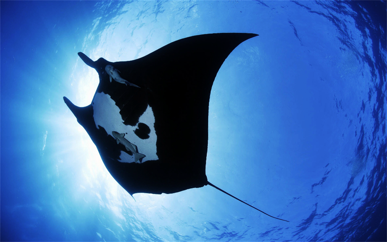 Manta