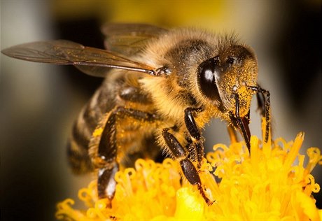Včela pokrytá pylem