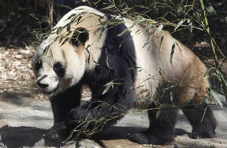Samec pandy velké