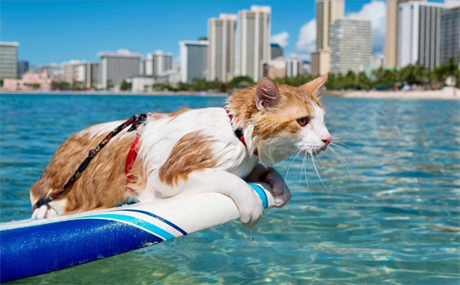 Jednooká kočka se naučila surfovat se svými majiteli