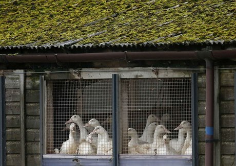 Naffertonské kachny čeká pro podezření z ptačí chřipky vybití.