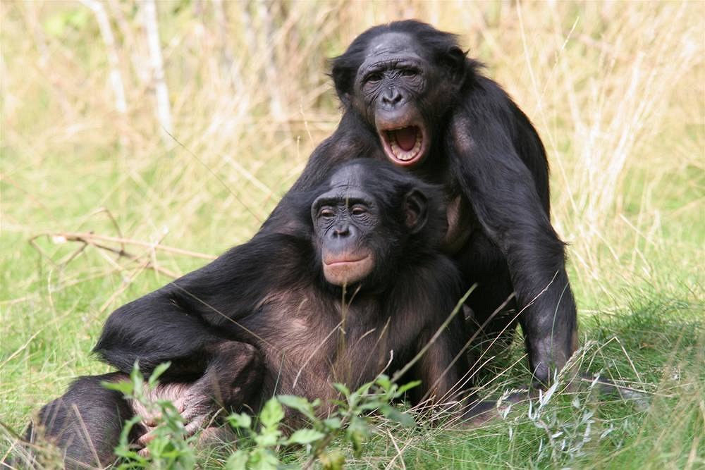 �impanzi bonobo na snímku. Lidoopi pat�í k Einstein�m zví�ecí �í�e a podobné...