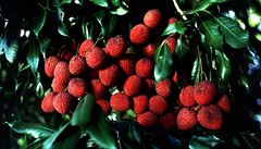V Indii zemřelo téměř 50 dětí, zřejmě kvůli toxinu obsaženému v exotickém ovoci liči