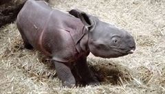 V plzeňské zoo se narodilo mládě vzácného nosorožce indického