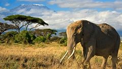 V Indii uhynul jeden z nejstarších slonů na světě