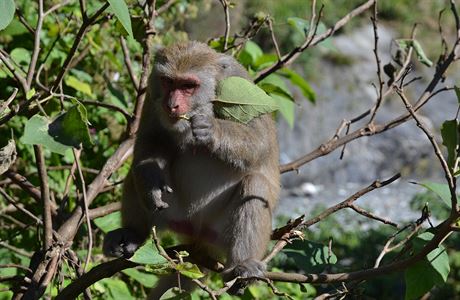 Opice v Indii ukradly vzorky s krví pacient, kteí byli pozitivn testováni na koronavirus.