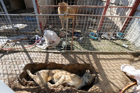 Lev a mrtvá lvice v zoo v Mosulu.