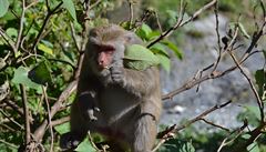 Pozor na svačinu, místní makakové jsou hodně mrštní | na serveru Lidovky.cz | aktuální zprávy