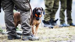Lovečtí psi se ve Zlíně nakazili infekční chorobou od divokých prasat, dva uhynuli