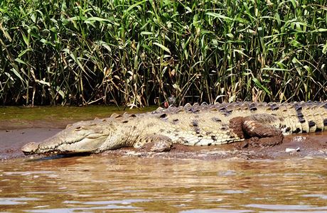 Pozorovn krokodl