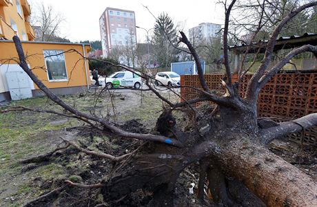 Silný vítr vyvrátil strom ped ubytovnou na Karlovarsku.