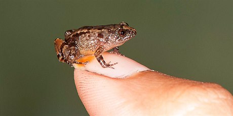 V Indii objevili nové miniaturní „noční žáby“