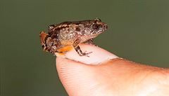 V Indii objevili nové miniaturní „noční žáby“ | na serveru Lidovky.cz | aktuální zprávy