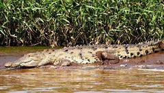 Pozorování krokodýl