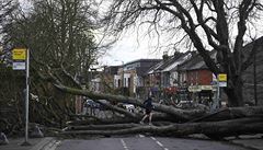 Spadlý strom v dsledku silného vtru v Londýn.