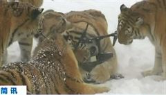 Tygři ulovili dron. Smečka v čínském parku ho zničila