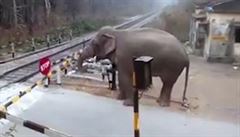 Mazaný slon přecházel kolejiště. Sám si zvedl železniční závoru