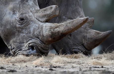 V ter dolo k historicky prvnmu zabit nosoroce v Evrop.