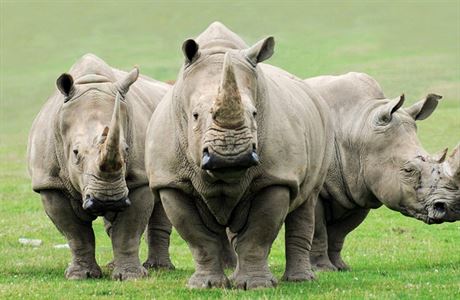 Bílý nosorožec je společenský a žije často ve skupinách.