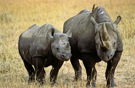 Nosoroec je impozantní zvíe. Pi setkání budí nesmírný respekt.