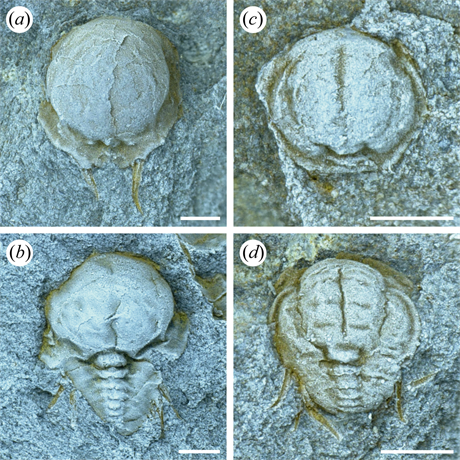 Gigantické larvy trilobit Hydrocephalus carens (a, b) a Eccaparadoxides...