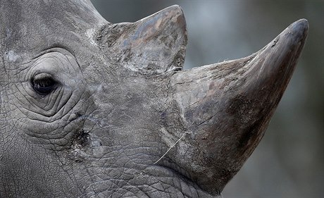 Nosoroec (ilustraní foto)