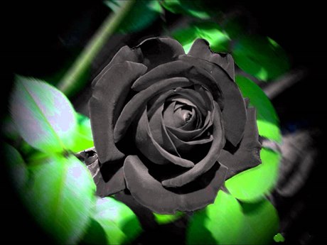 Černá růže - ilustrační foto.