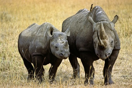 Nosorožec je impozantní zvíře. Při setkání budí nesmírný respekt.