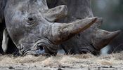 V ter dolo k historicky prvnmu zabit nosoroce v Evrop.