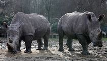 Bílé nosorožce Bruna (vpravo) a Gracii (vlevo) pytláci nechali naživu.