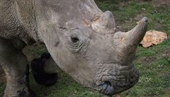Pytláci se vloupali do zoo u Paříže a zastřelili nosorožce. Je to alarmující, říká Bobek