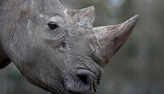 Policista chtl podle GIBS prodat roh nosoroce v Asii. Mui z praskho editelstv hroz a 5 let vzen